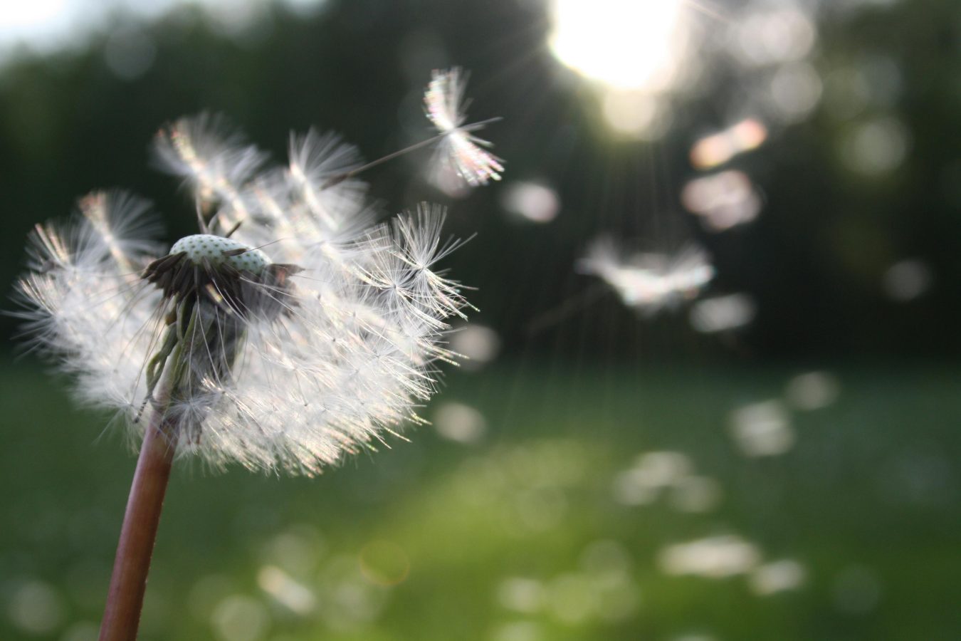 ways to improve memory in older adults