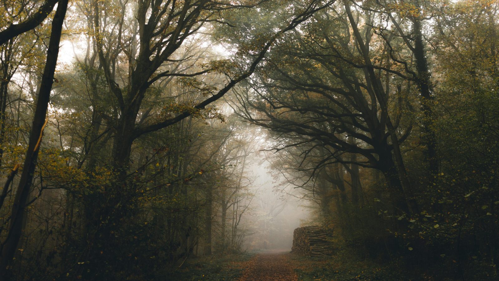 foggy autumn footpath through trees